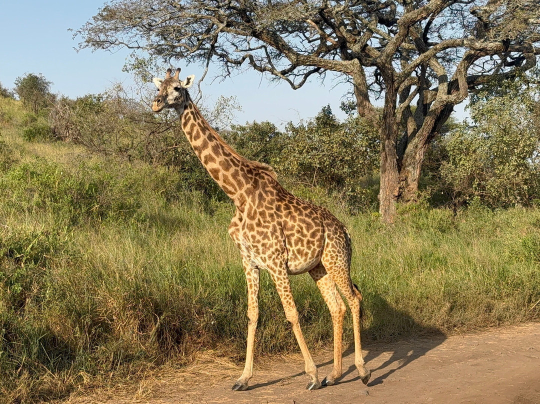 Obama Africa Safari-阿鲁沙必去景点