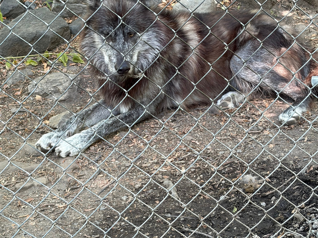 Lakota Wolf Preserve-Columbia必去景点
