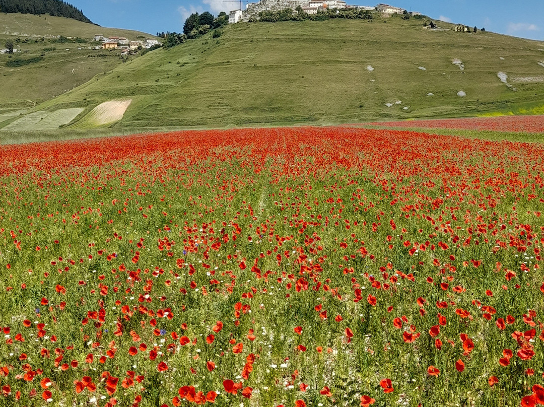 卡斯特鲁奇奥公园-Castelluccio di Norcia必去景点