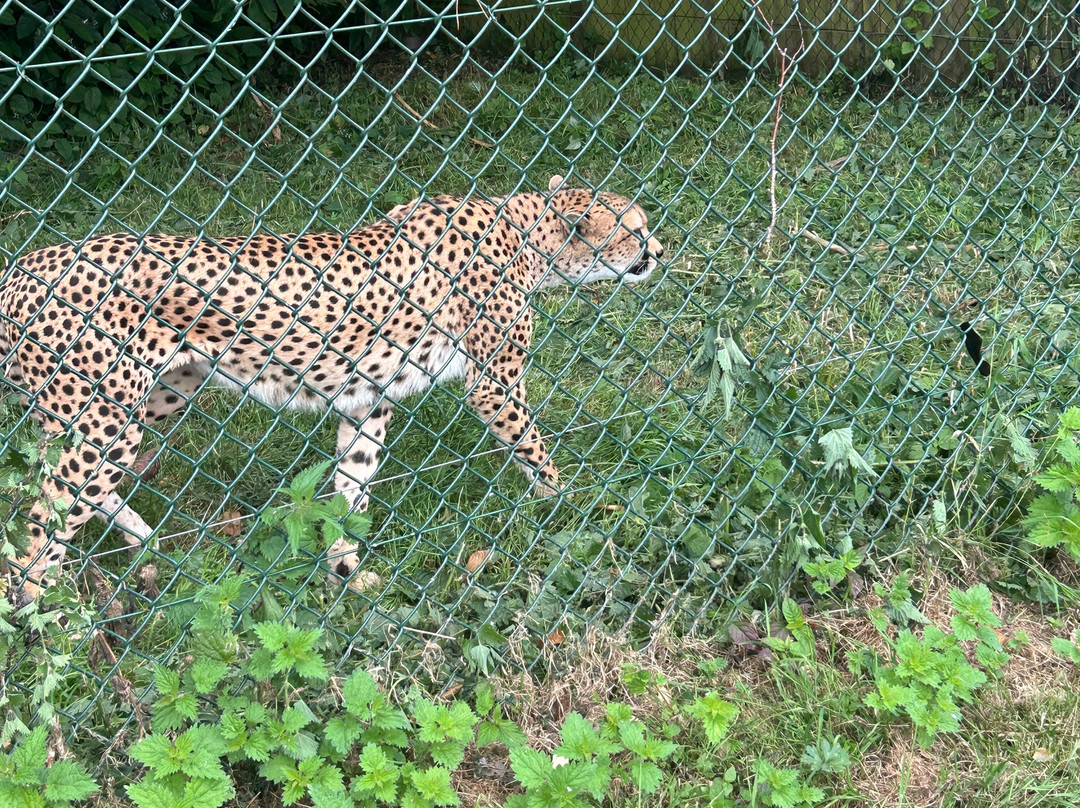 Fota Wildlife Park-Carrigtwohill必去景点