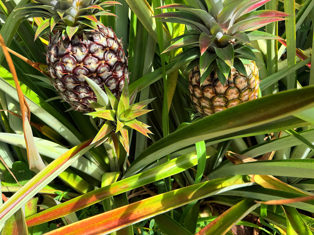 Sugarloaf Pineapple Farm-基拉韦厄必去景点