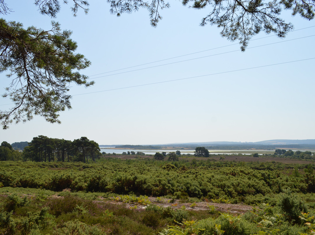 RSPB Arne-Arne必去景点