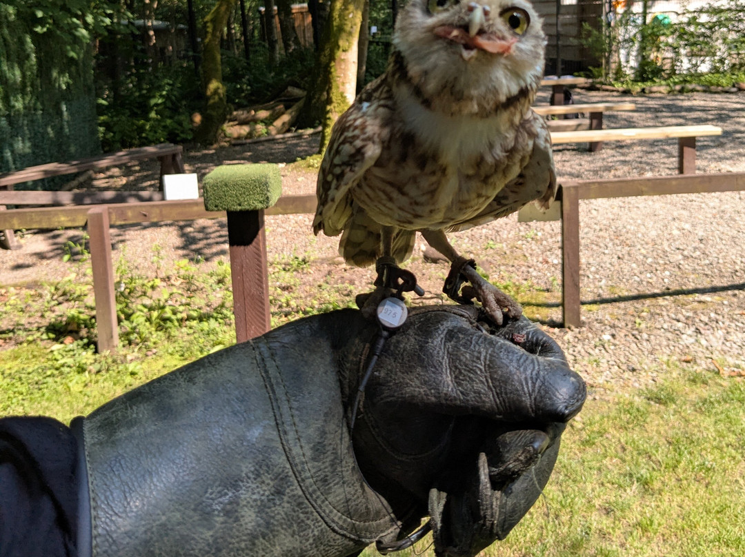 Loch Lomond Bird Of Prey Centre-Balloch必去景点