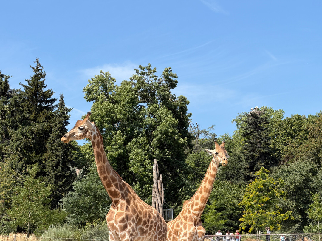 Parc Zoologique & Botanique de Mulhouse-米卢斯必去景点