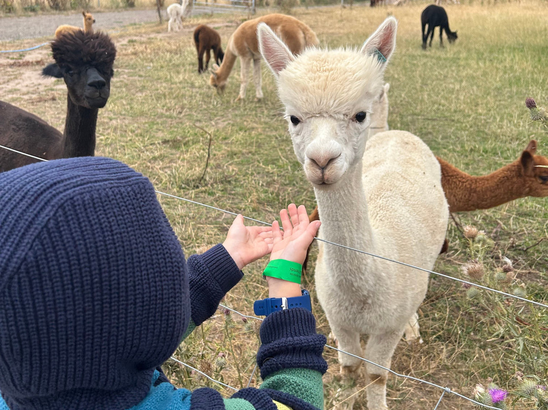 Charnwood Forest Alpacas-Boundary必去景点
