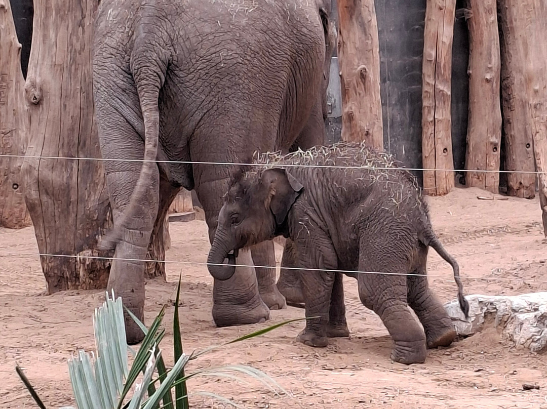 DierenPark Amersfoort-阿默斯福特必去景点