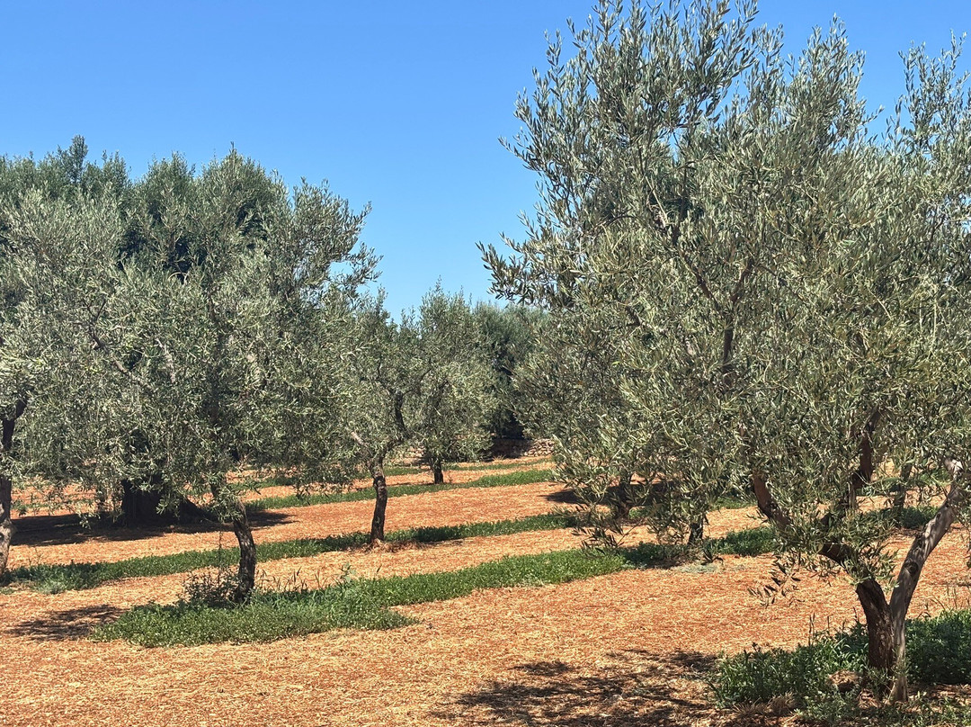 Oleifici Rotondo Luigi Olive Oil Tasting & Farm Tour-莫诺波利必去景点