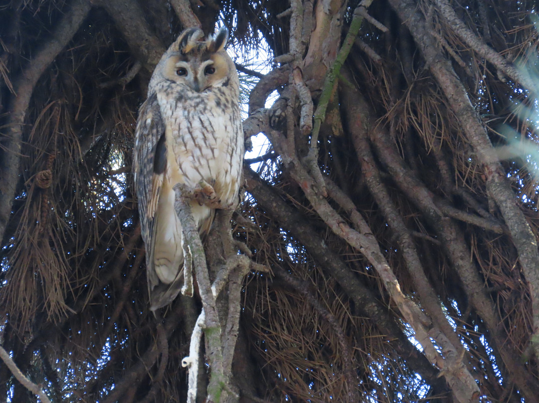 Hungarianbirdwatching.com Day Tours-布达佩斯必去景点