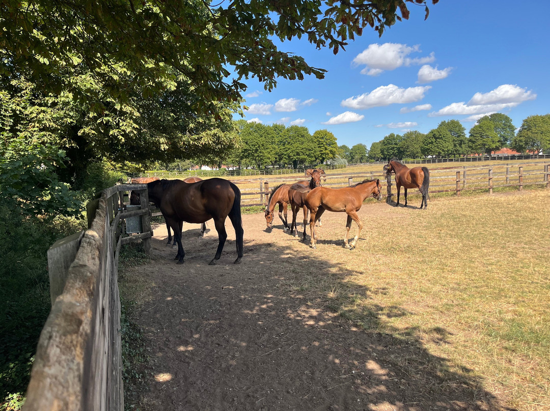 Discover Newmarket Tours-纽马克特必去景点