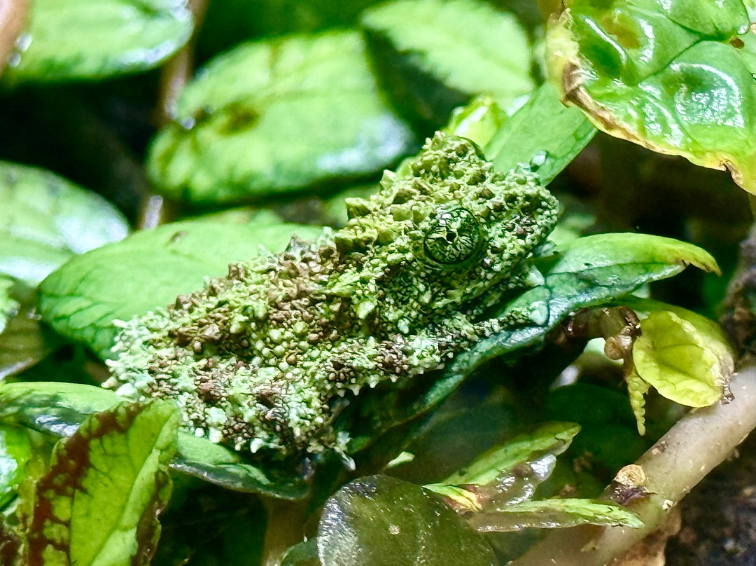 Insectarium de Lizio-Lizio必去景点