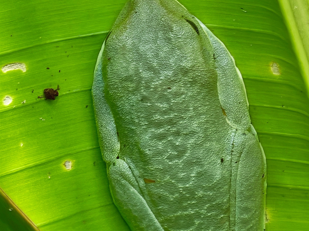 Green Path Costa Rica-Tarcoles必去景点