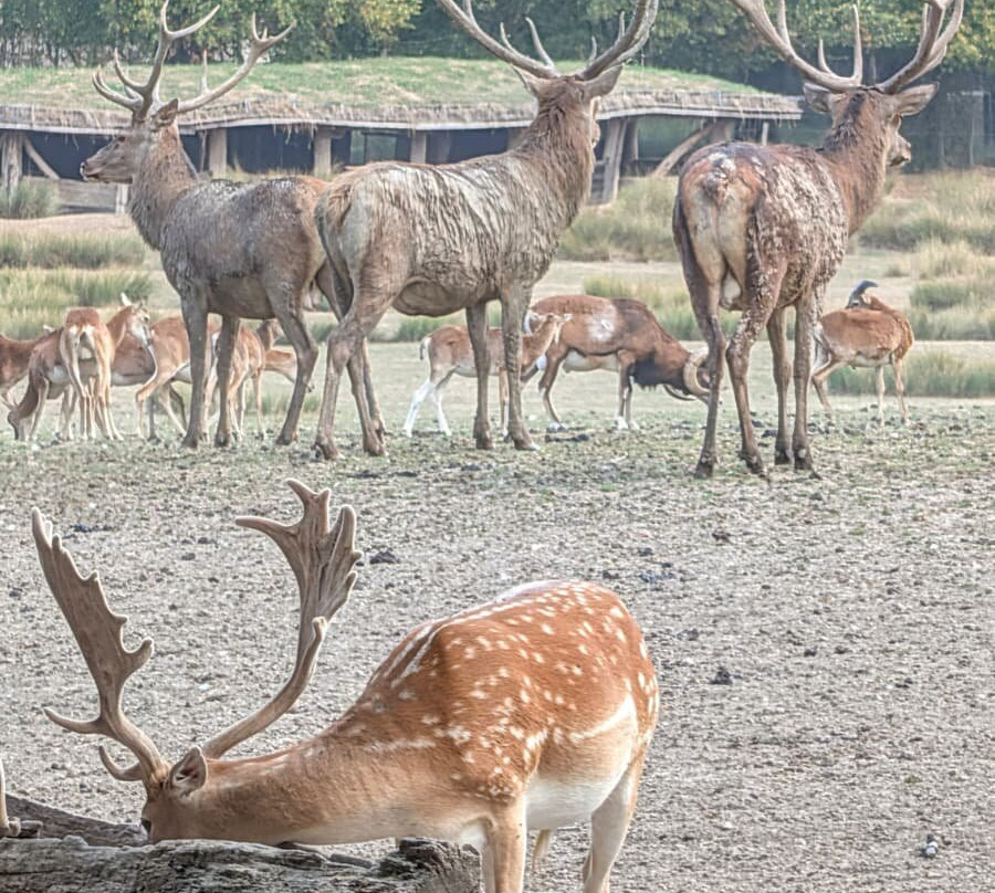 Parc Animalier De Sainte-croix-Rhodes必去景点