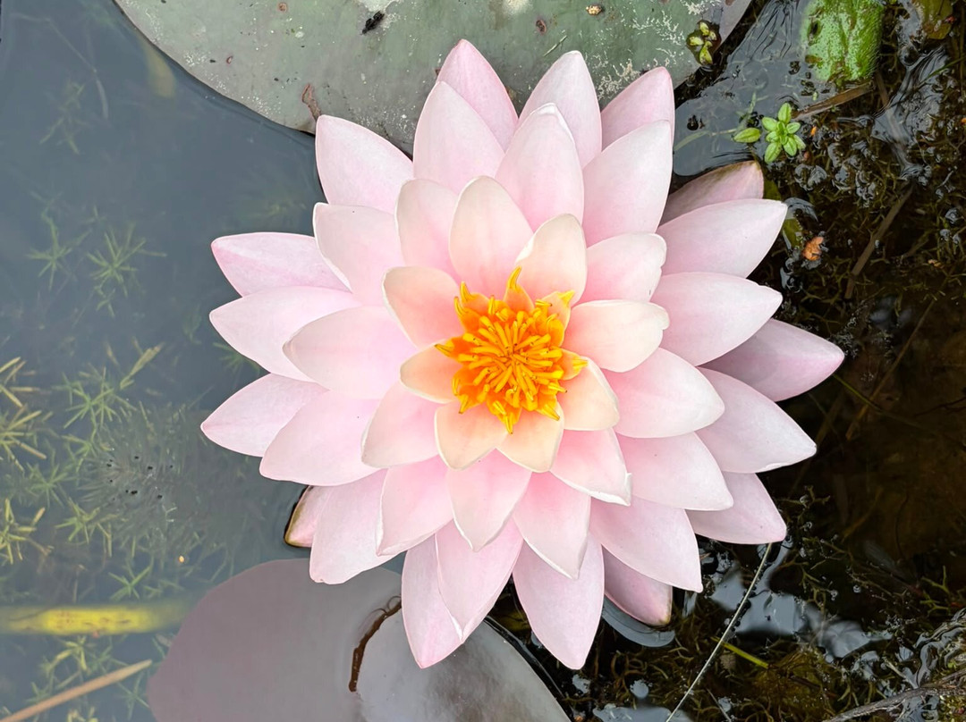 Bennetts Water Gardens-Chickerell必去景点