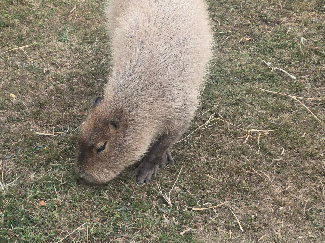 Secret Valley Wildlife Park-韦克斯福德必去景点