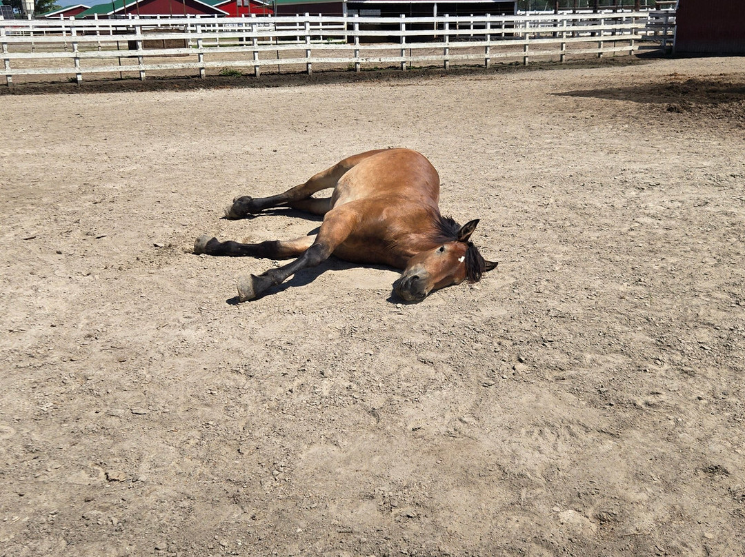 Banei Horse Ranch Tokachi-带广市必去景点