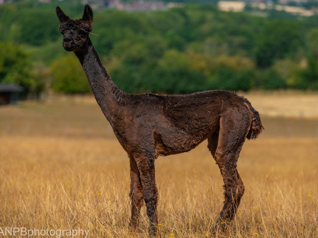 Severn Valley Alpacas-Bridgnorth必去景点