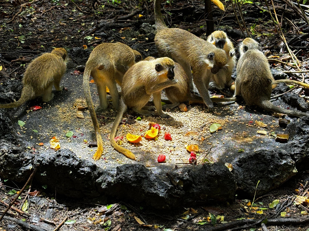 Barbados Wildlife Reserve-Saint Peter Parish必去景点