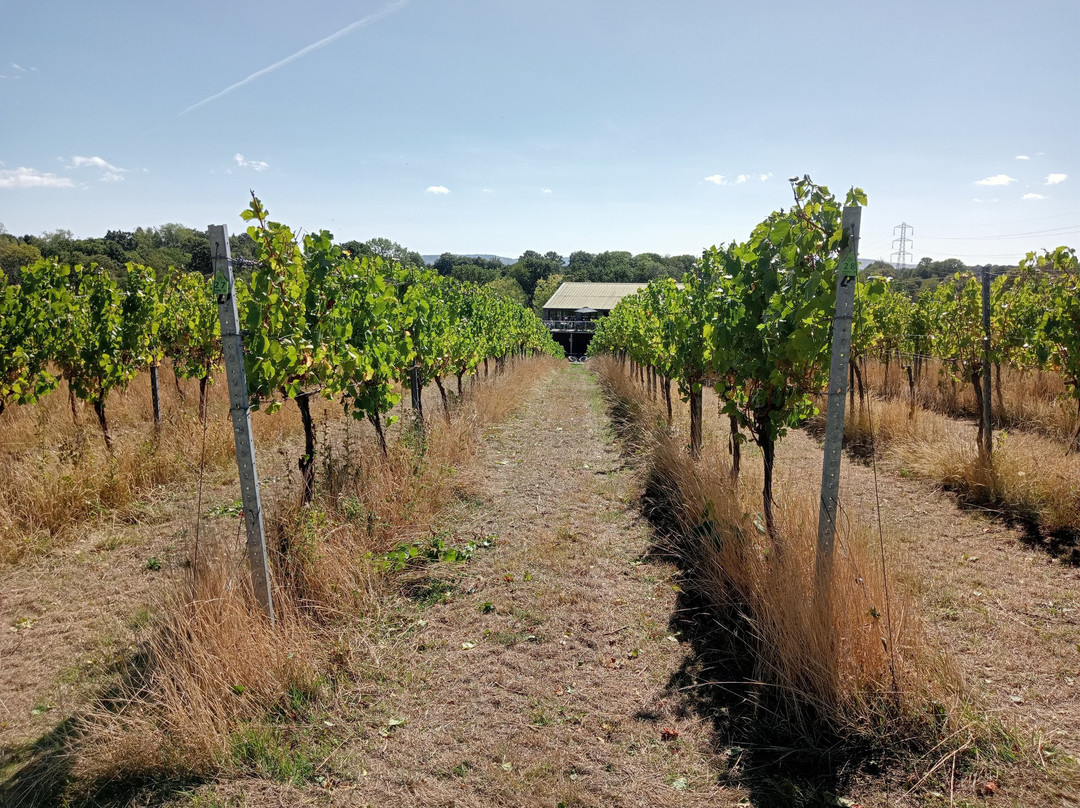 Bolney Wine Estate-Bolney必去景点