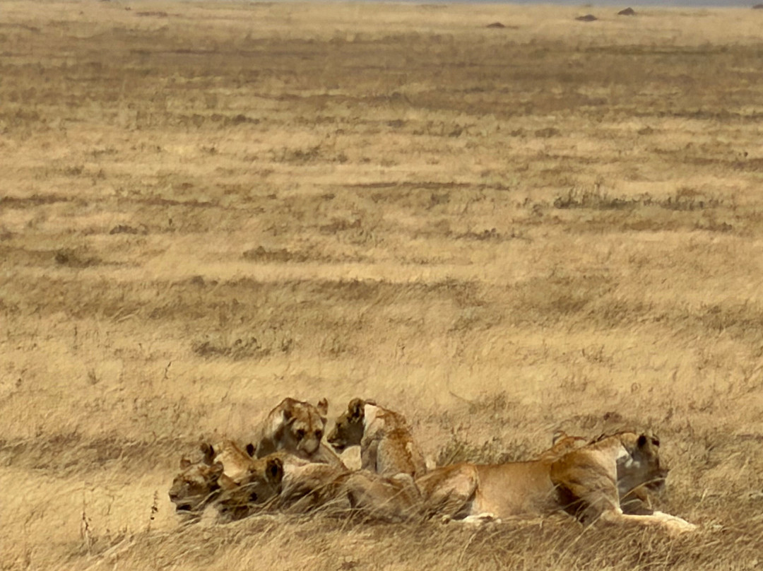 Makasa Tanzania Safaris-莫西必去景点
