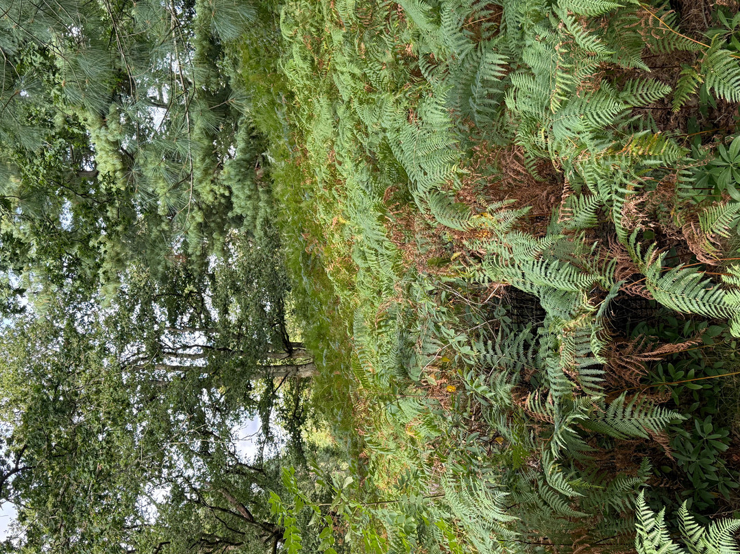 Kew Wakehurst-Haywards Heath必去景点