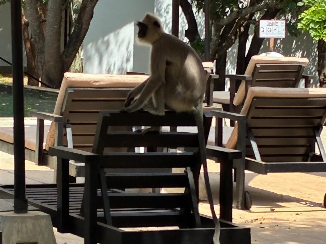 锡吉里亚丛林酒店主图