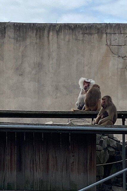 弗莱彻酒店餐厅ByZoo埃曼-旅行者
