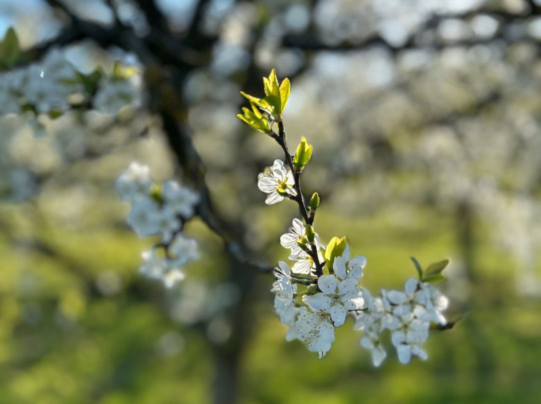 Bloomfield Fruit Farm-Chipping Ongar必去景点