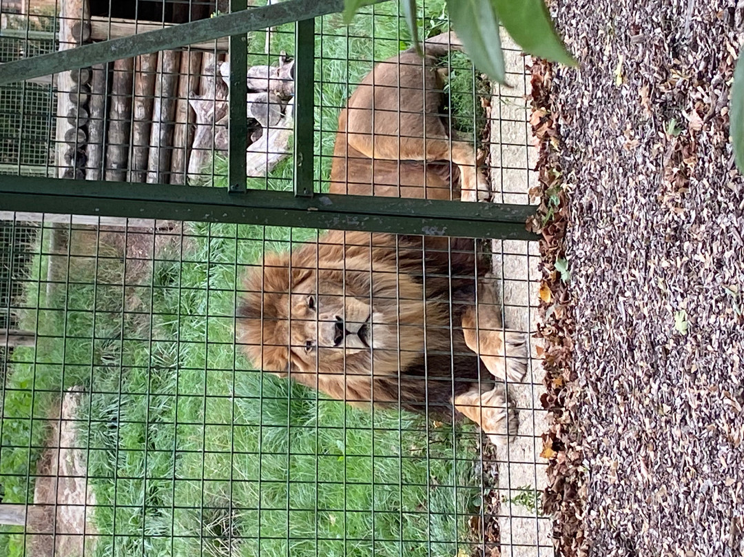 The Big Cat Sanctuary-Smarden必去景点