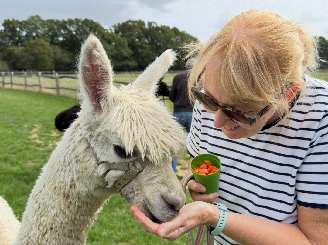 Alpaca Walking - With Spring Farm Alpacas-Fletching必去景点