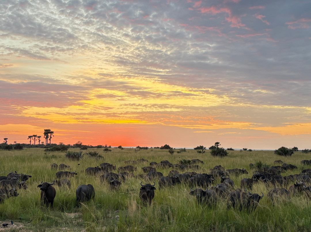 Devine African Safaris-吉佳利必去景点