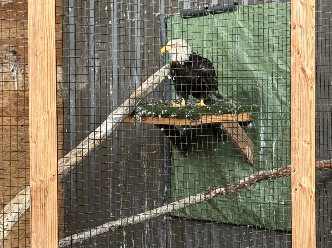 American Bald Eagle Foundation-海恩斯必去景点
