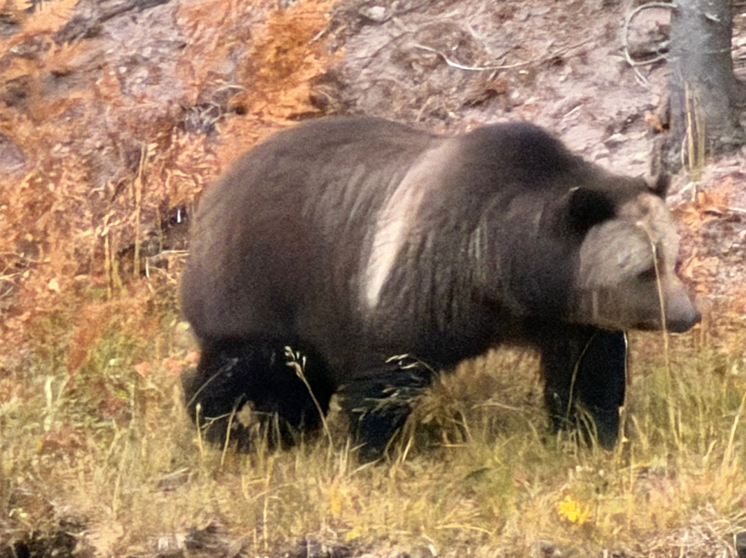 Yellowstone National Park-黄石国家公园必去景点