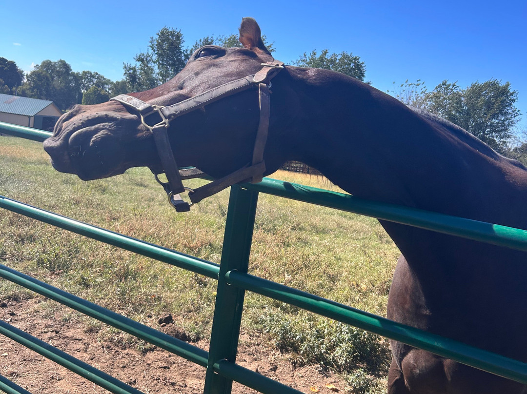 Old Friends at Dream Chase Farm-Georgetown必去景点