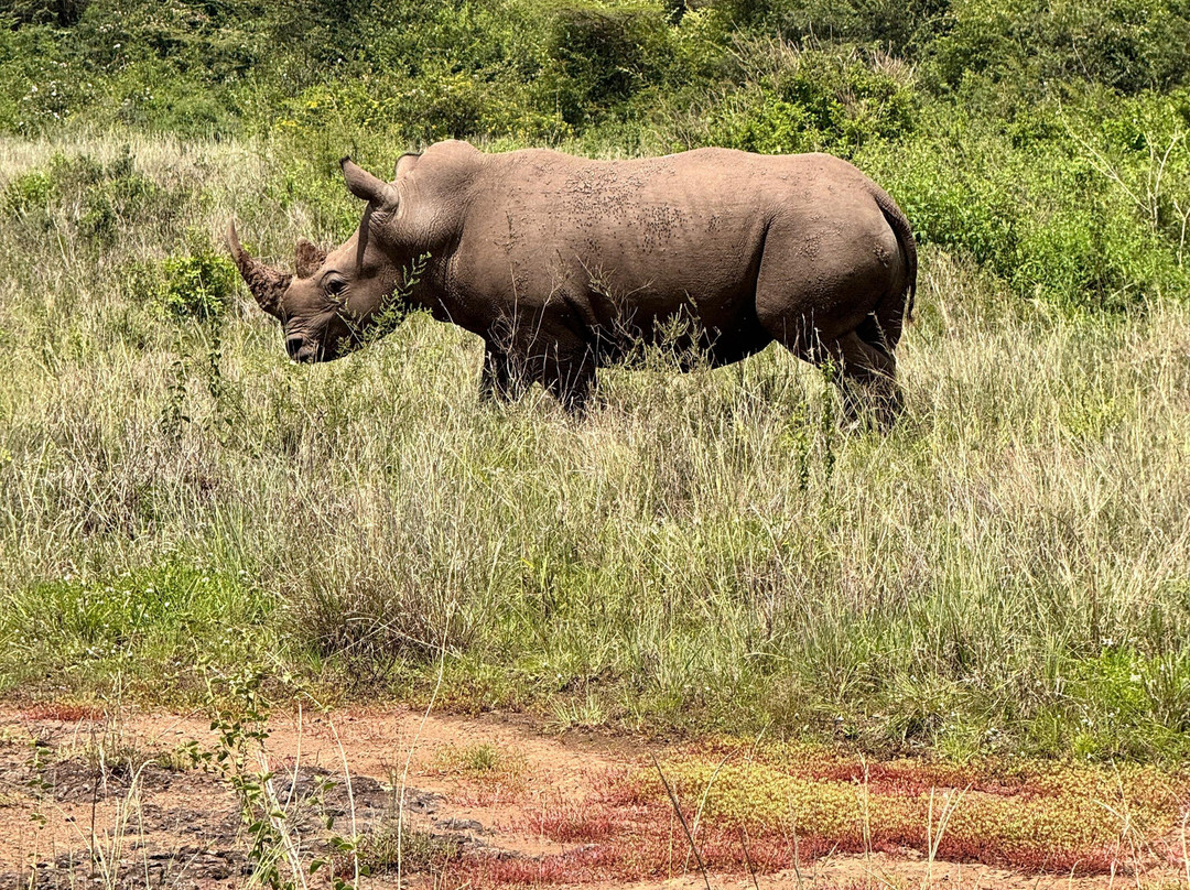 Maasai Mara Safaris-内罗毕必去景点