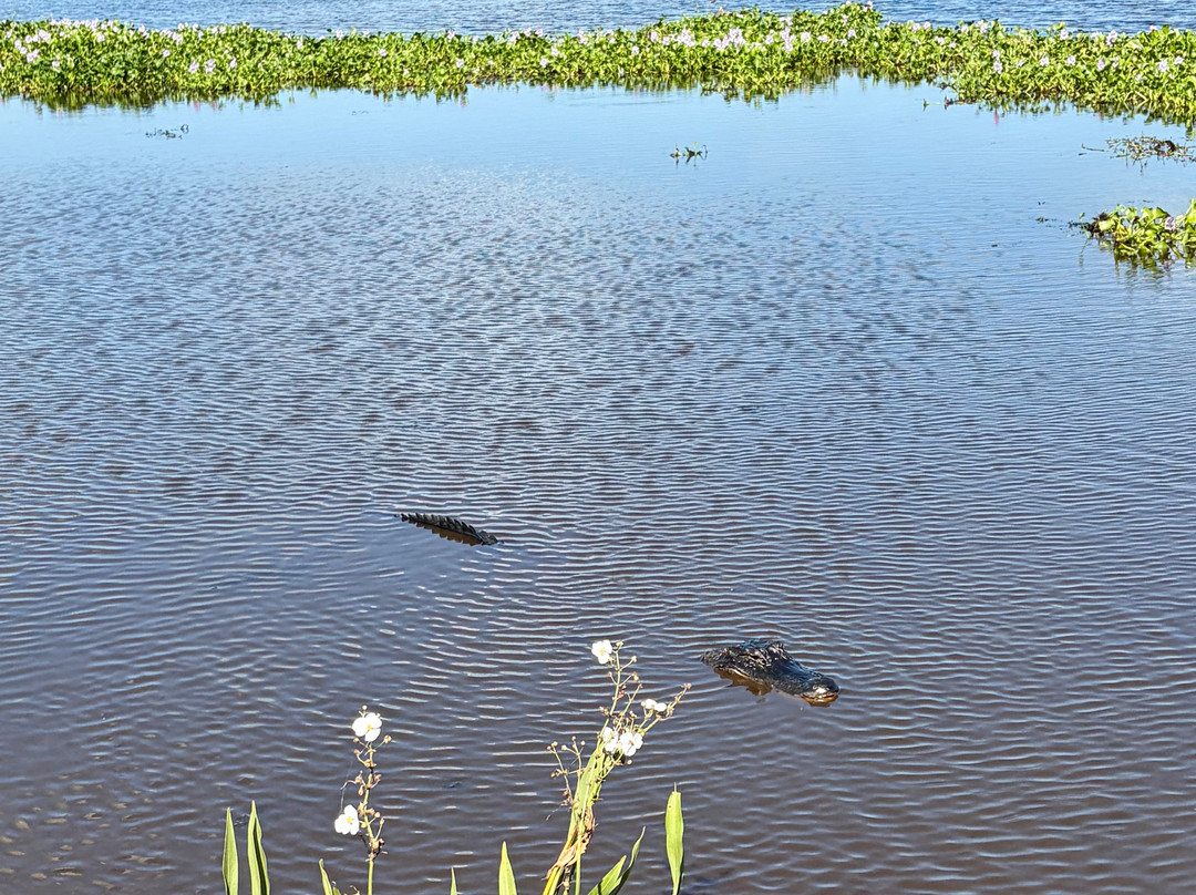 New Orleans Airboat Tours-Marrero必去景点