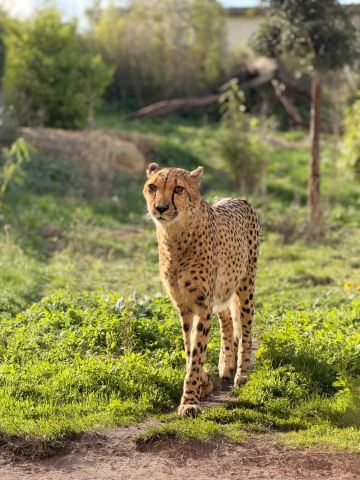 Safari Lodges At West Midlands Safari Park-旅行者