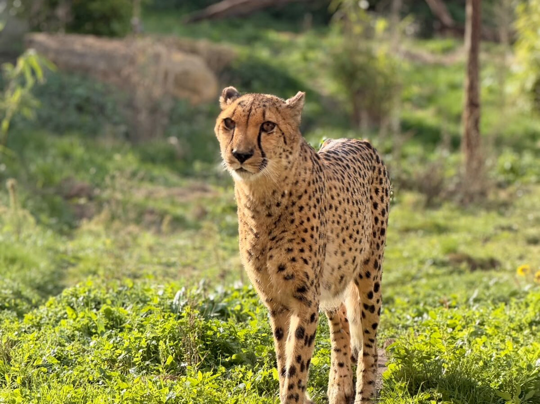 Safari Lodges At West Midlands Safari Park主图