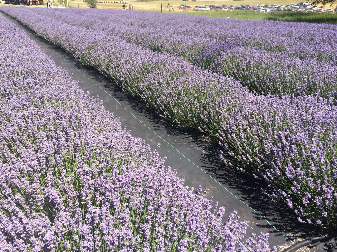 Evening Light Lavender Farm景点图片
