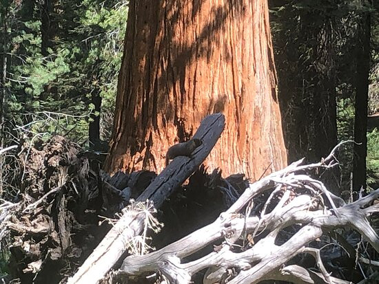 Big Trees Trail-红杉&国王峡谷国家公园必去景点
