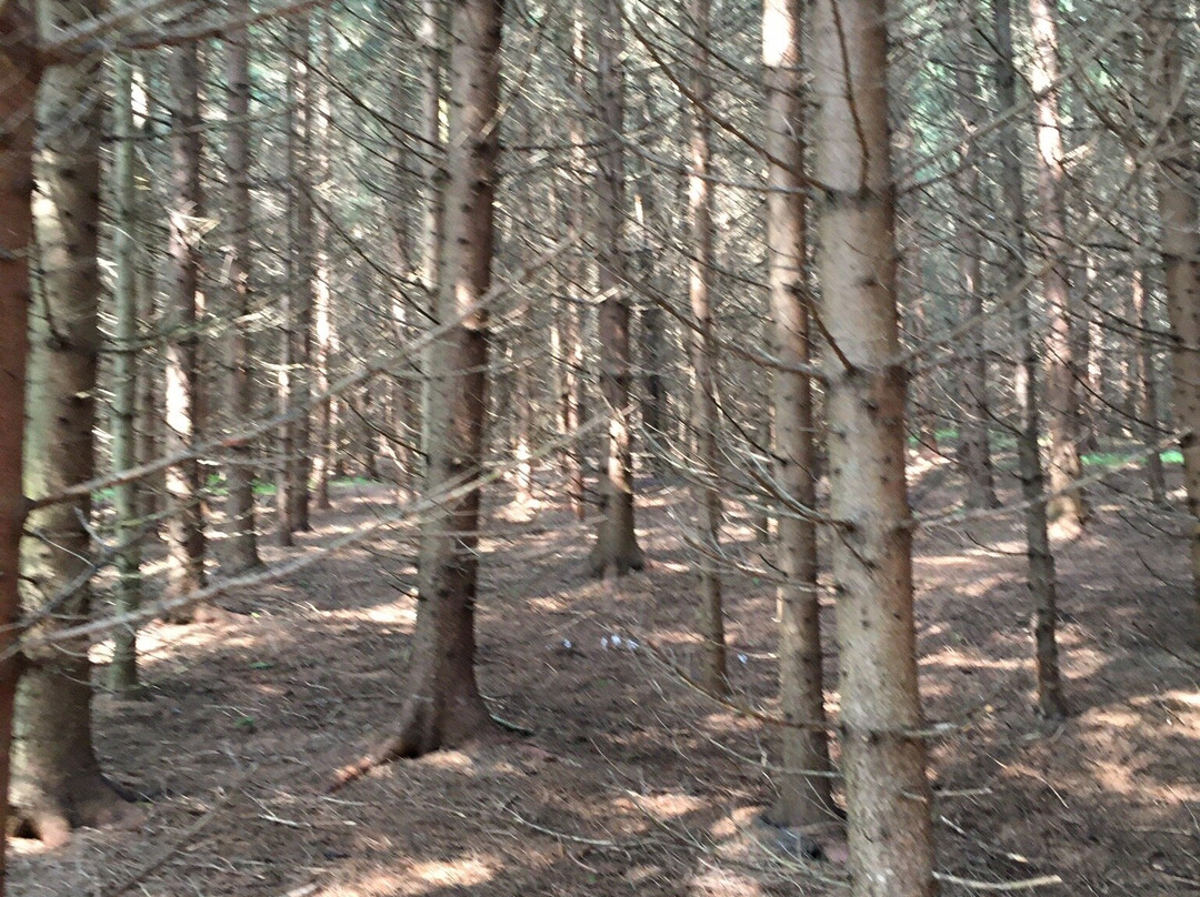 Sentiers Art-et-Nature-des-Appalaches-Saint-Ferdinand必去景点