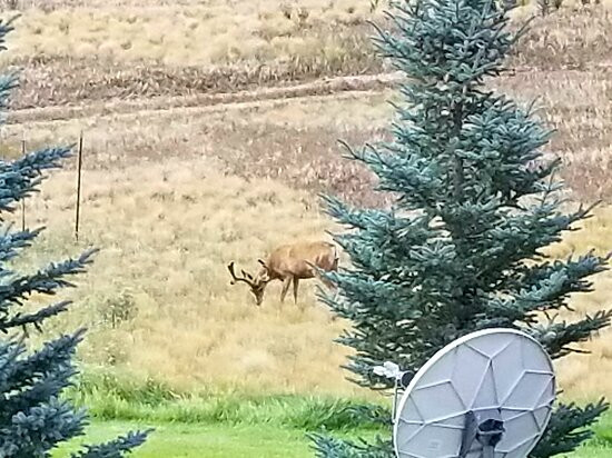 Candlewood Suites Craig-Northwest by IHG主图