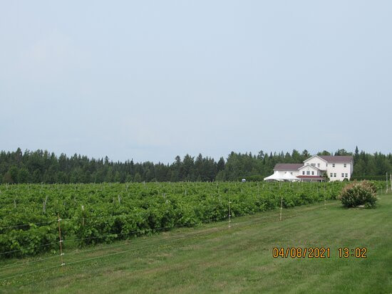 Vignoble Chemin De La Riviere-梅戈格必去景点