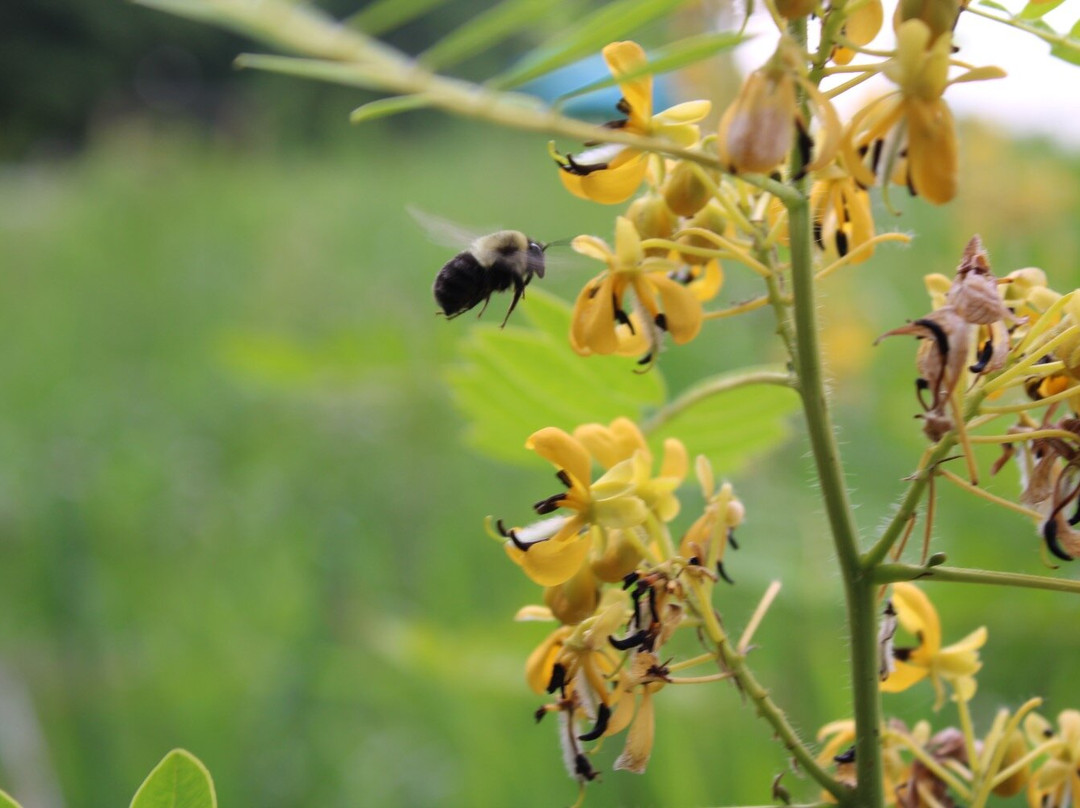Butterfly Ridge Conservation Center-Rockbridge必去景点