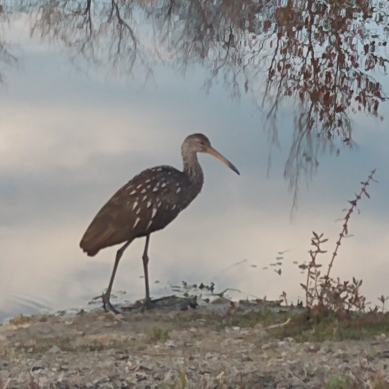Airboats and Alligators at Lake Trafford Marina-Immokalee必去景点