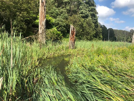 Lake Elizabeth-Forrest必去景点