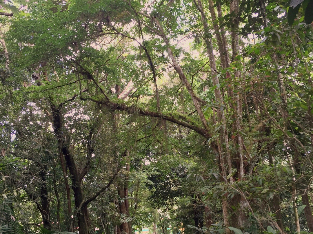 Carite Forest-Cayey必去景点