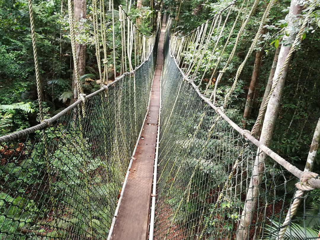 Taman Negara Canopy Walkway景点图片