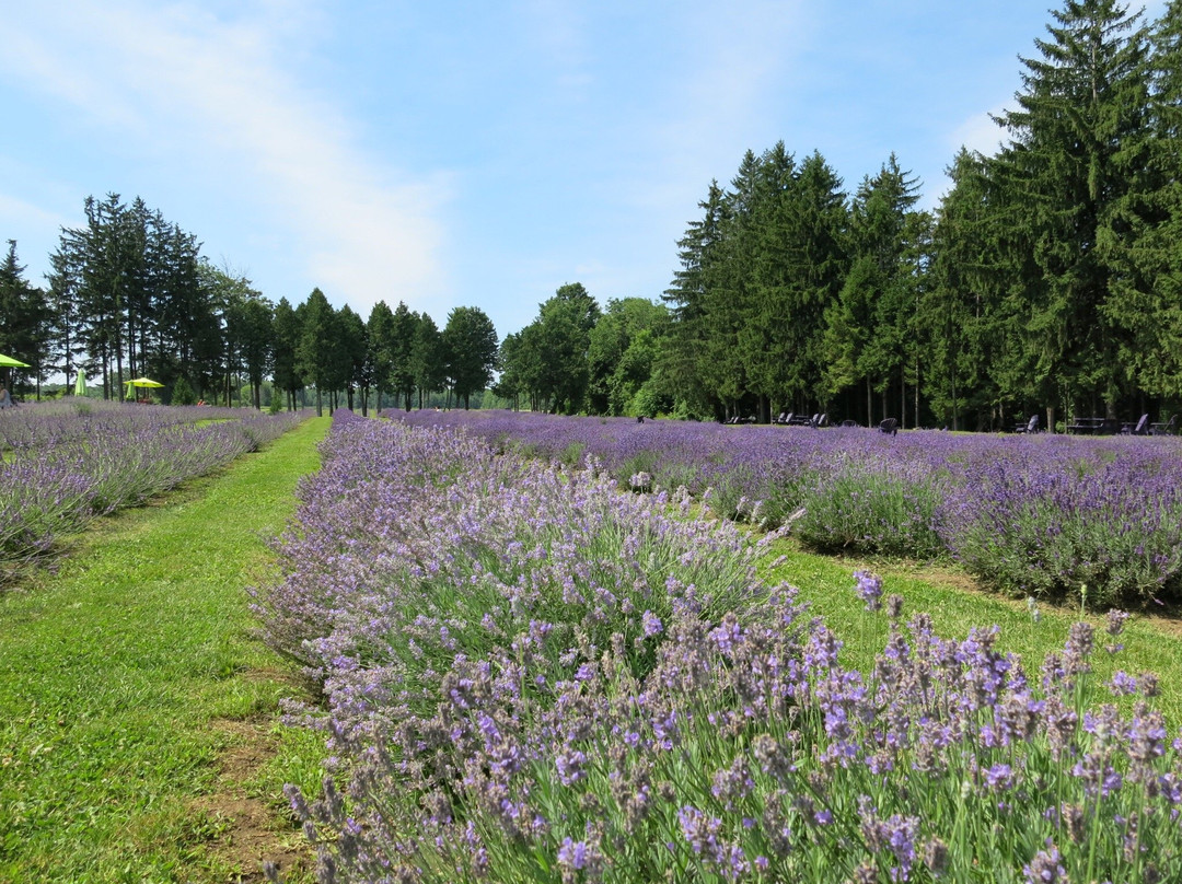 Saint-Eustache旅游景点-La Maison Lavande