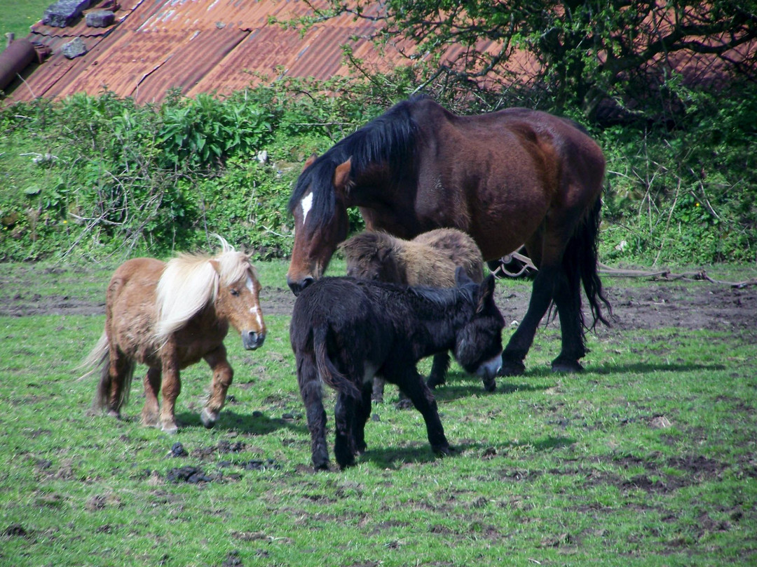 Shire Horse Farm and Carriage Museum景点图片