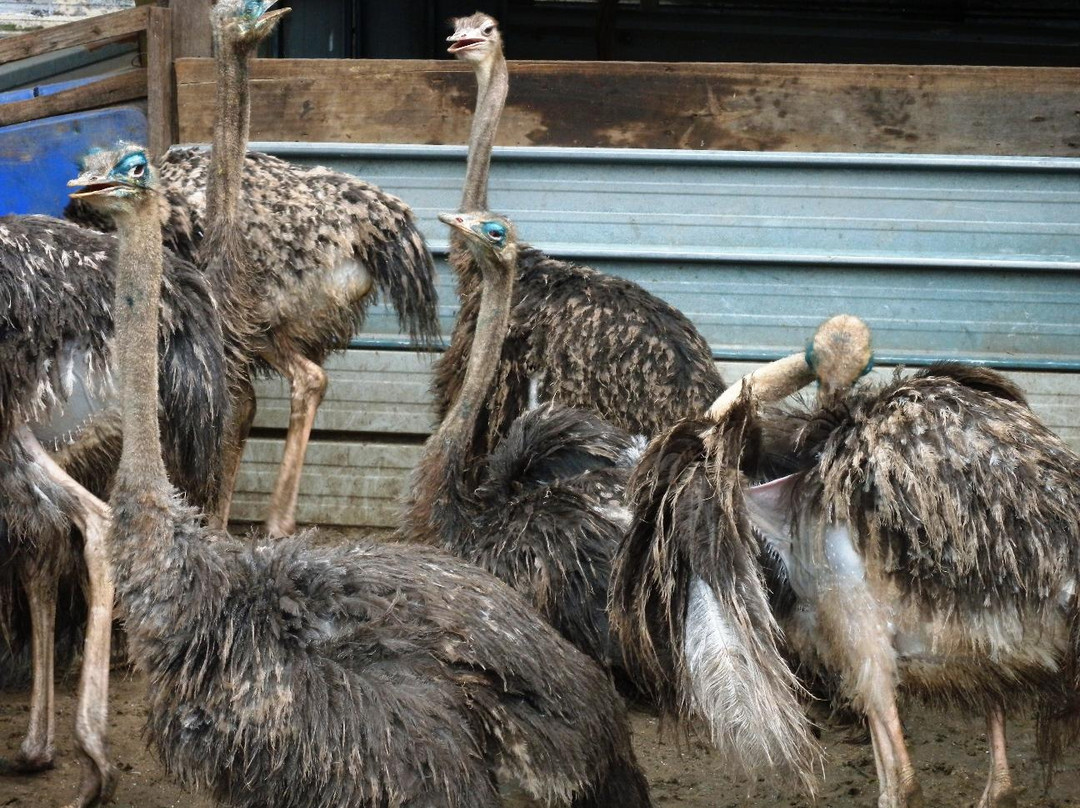 Desaru Ostrich Farm景点图片